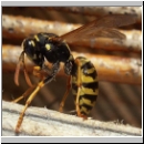 Polistes dominula - Haus-Feldwespe w15.jpg